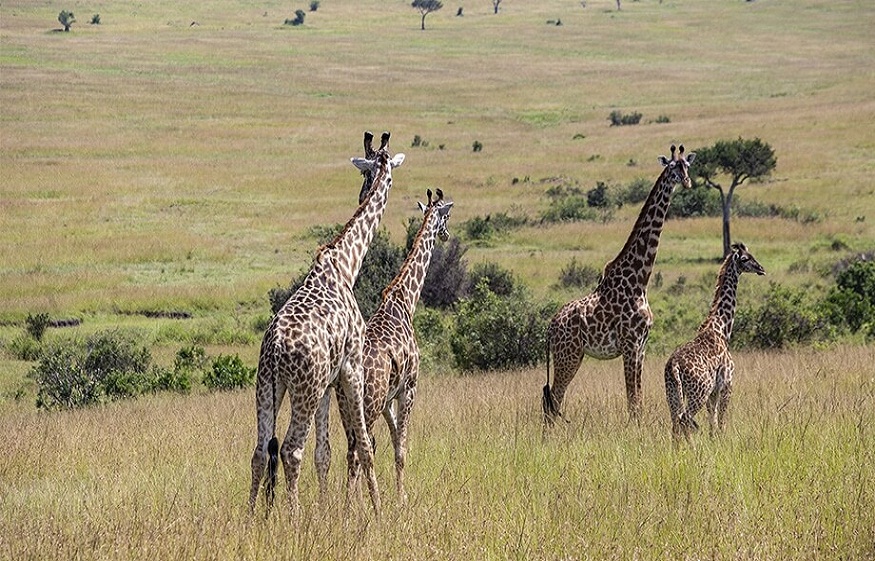 Explore the Different Types of Safari Experiences Found in the Masai Mara